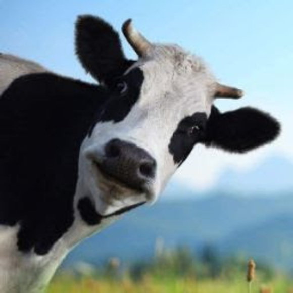 Meet your Posher, Tessa - Picture 1 of 1